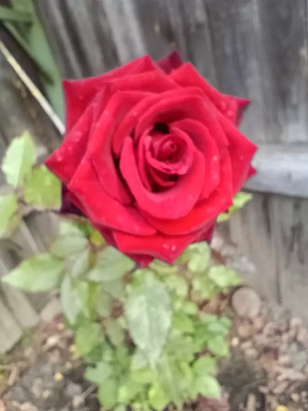 Загородная жизнь - обустройство на земле во всем разнообразии