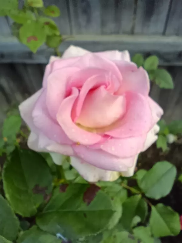 Загородная жизнь - обустройство на земле во всем разнообразии