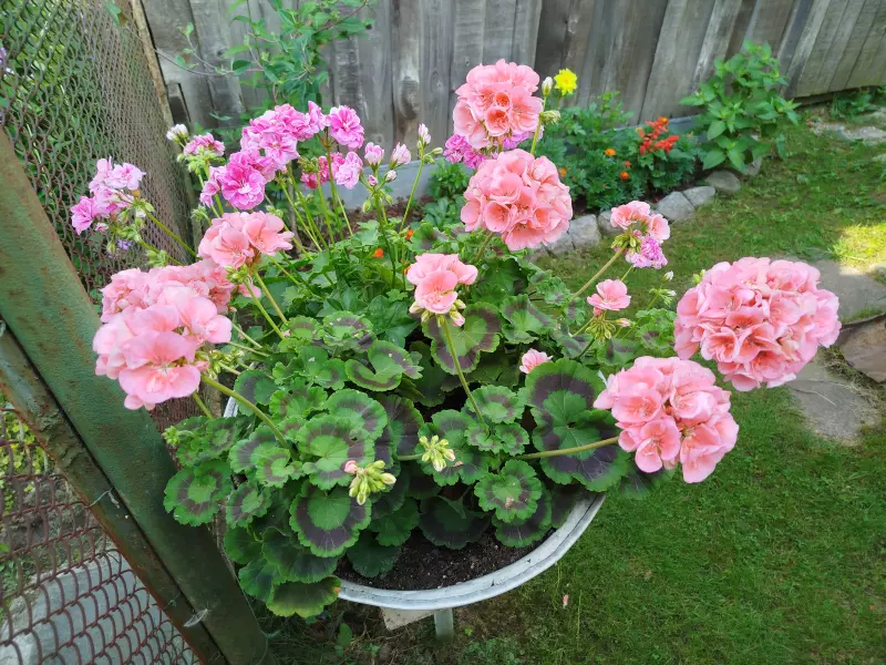 Лютики-цветочки или увлекательное крестьянство