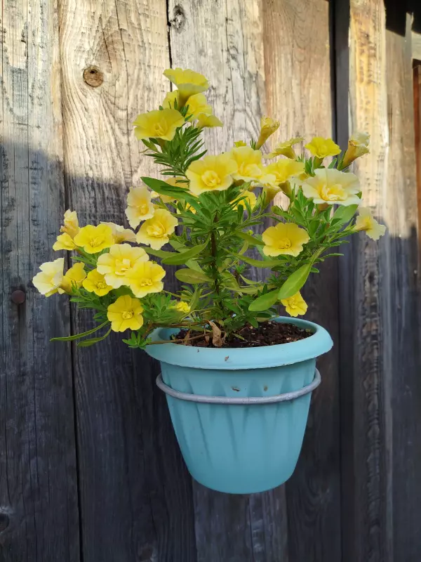 Лютики-цветочки или увлекательное крестьянство