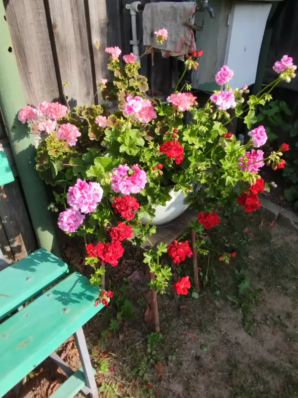 Лютики-цветочки или увлекательное крестьянство