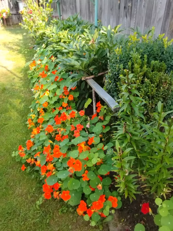 Лютики-цветочки или увлекательное крестьянство