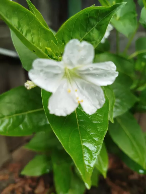 Лютики-цветочки или увлекательное крестьянство