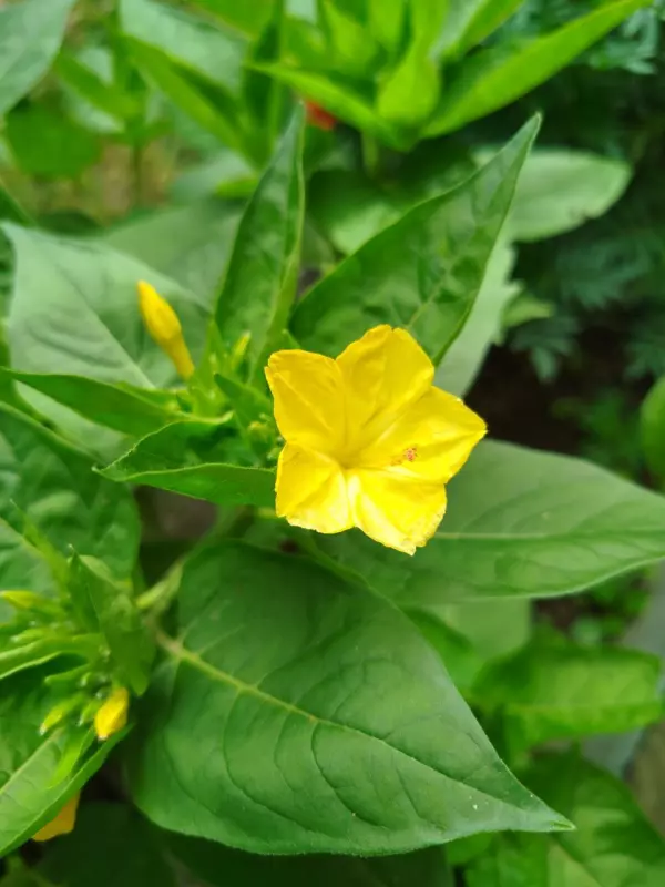 Лютики-цветочки или увлекательное крестьянство