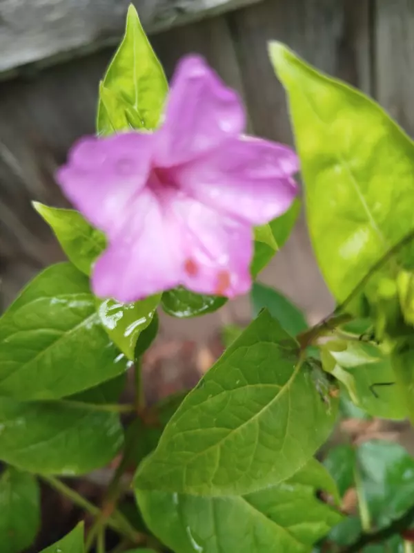 Лютики-цветочки или увлекательное крестьянство