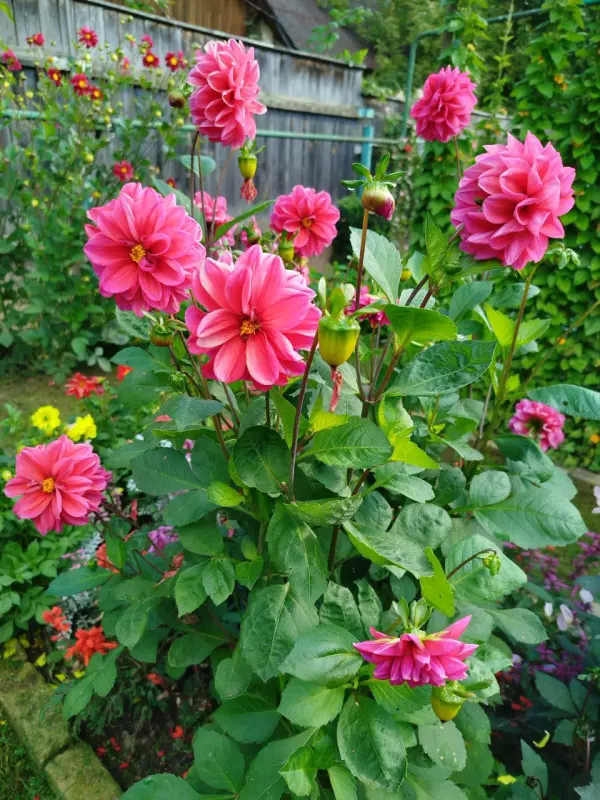 Лютики-цветочки или увлекательное крестьянство