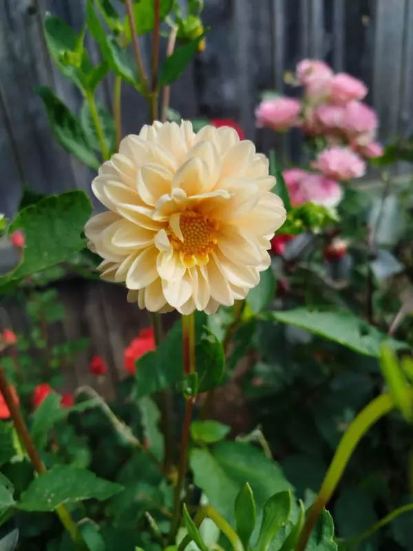 Лютики-цветочки или увлекательное крестьянство