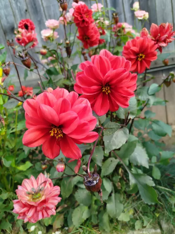 Лютики-цветочки или увлекательное крестьянство