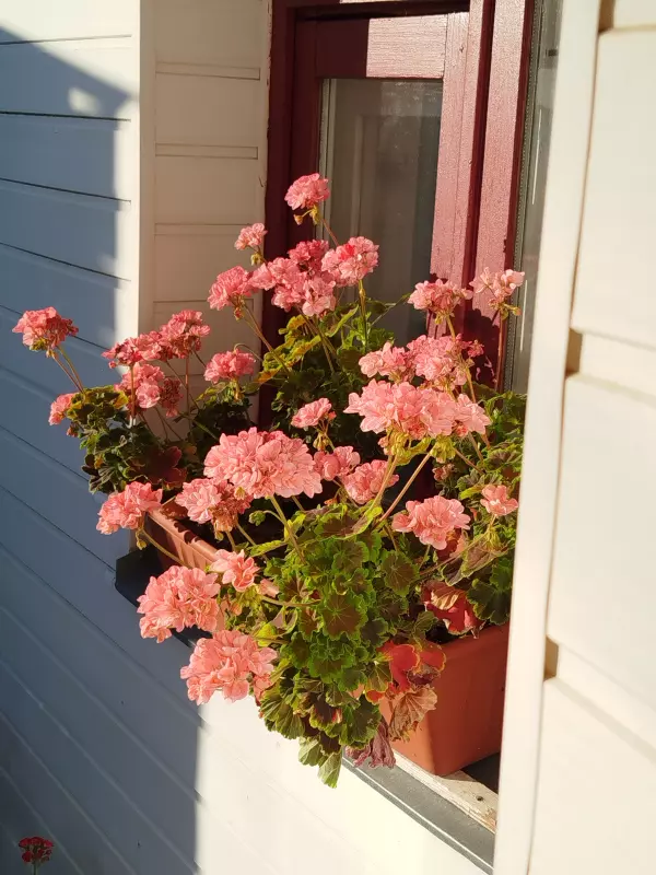 Лютики-цветочки или увлекательное крестьянство