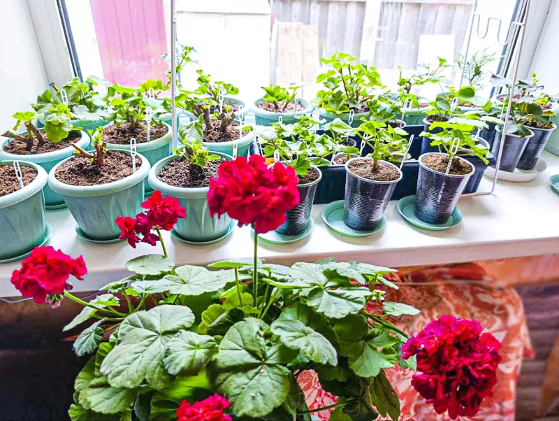 Лютики-цветочки или увлекательное крестьянство