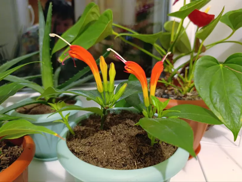 Лютики-цветочки или увлекательное крестьянство