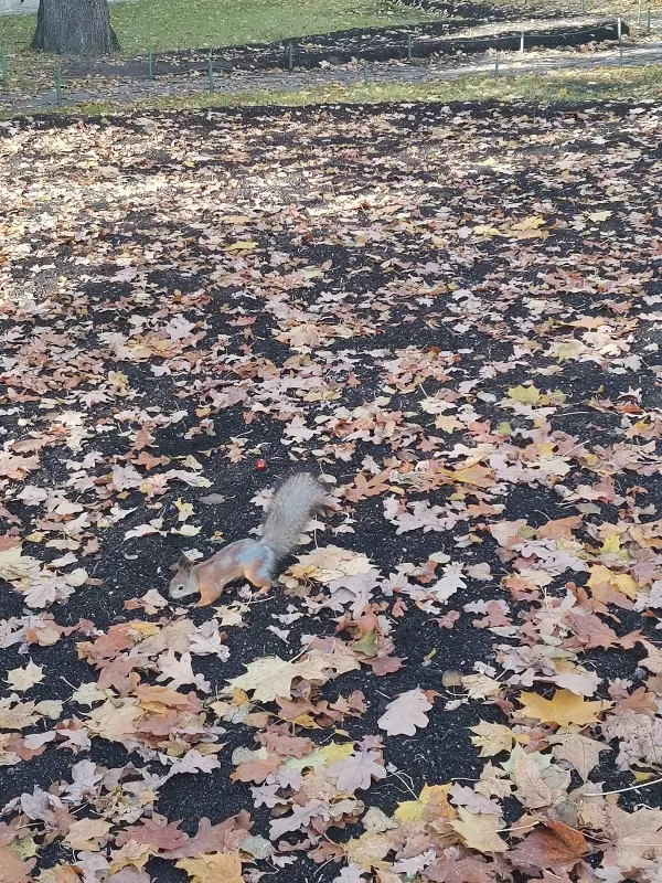 Санкт-Петербург (Mrs. Addams)