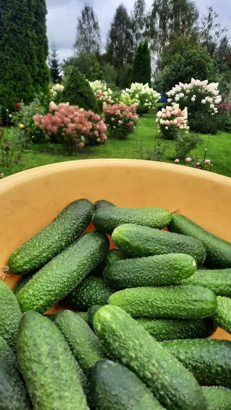 Релиш