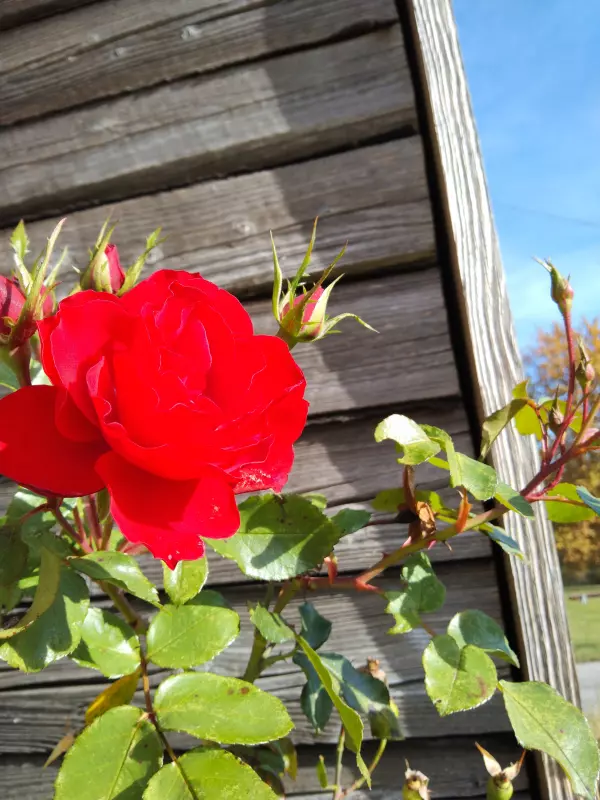 Фотонастроение