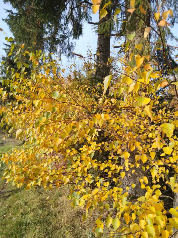 Фотонастроение