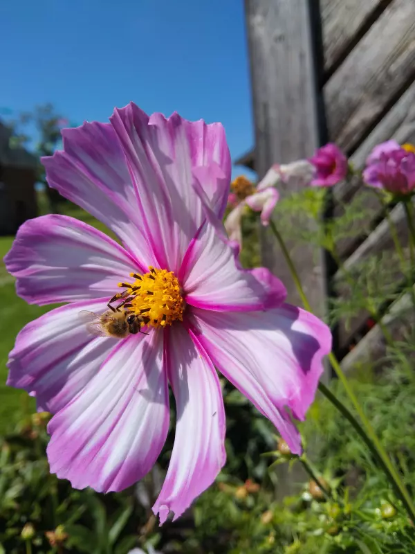 Tapтaлeтки & Ко