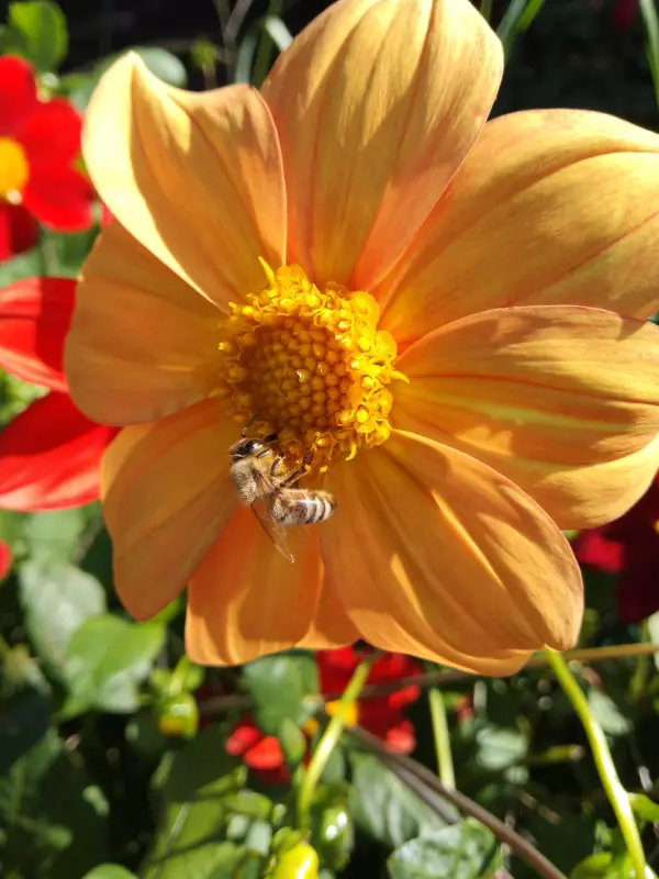 Tapтaлeтки & Ко