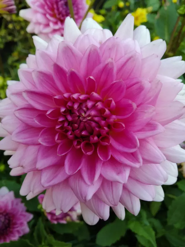 Tapтaлeтки & Ко