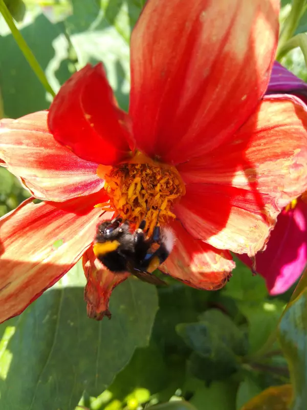 Tapтaлeтки & Ко