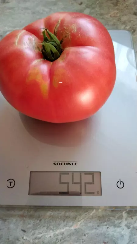 Tapтaлeтки & Ко