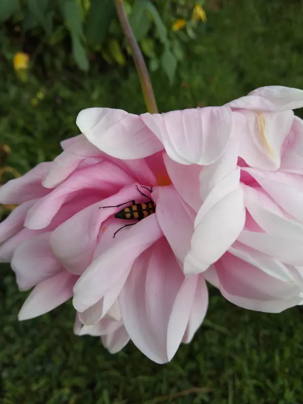 Tapтaлeтки & Ко