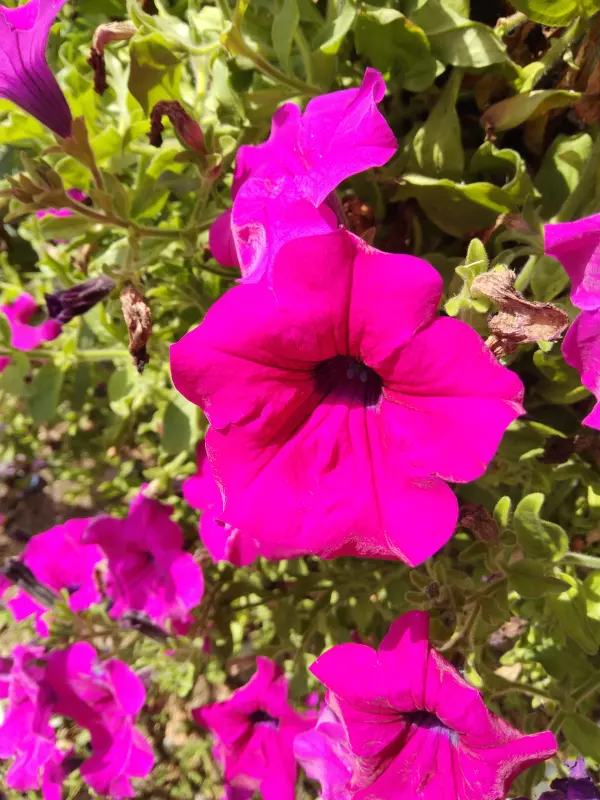 Tapтaлeтки & Ко