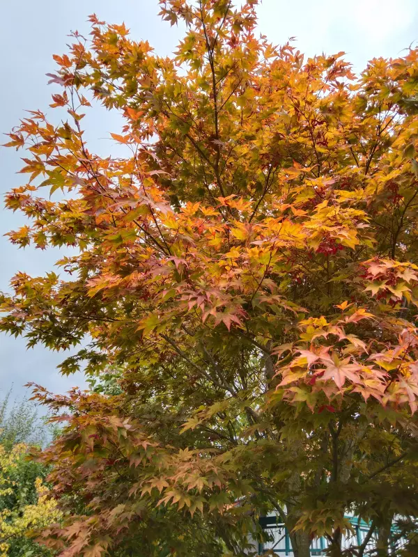 Tapтaлeтки & Ко