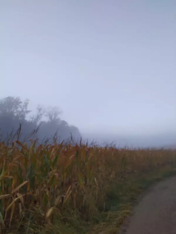 Tapтaлeтки & Ко