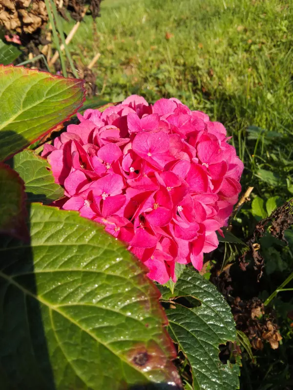 Tapтaлeтки & Ко