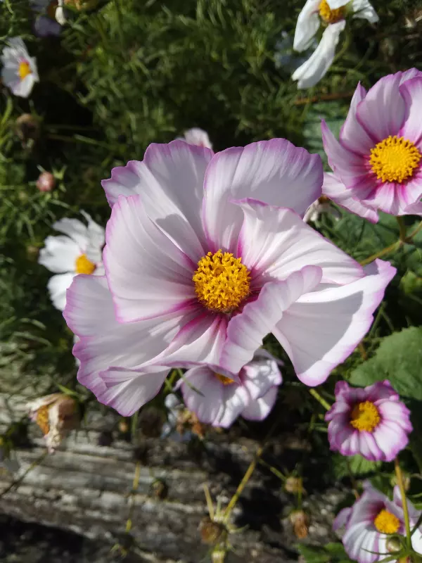 Tapтaлeтки & Ко