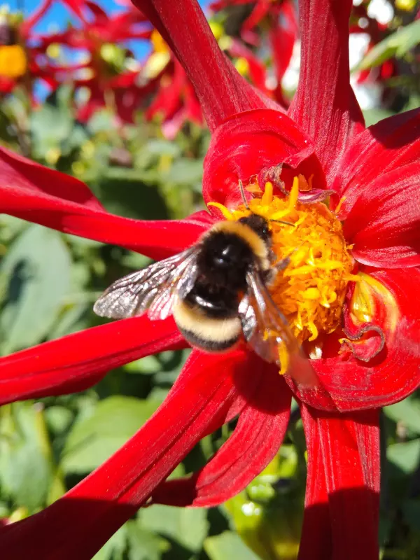 Tapтaлeтки & Ко