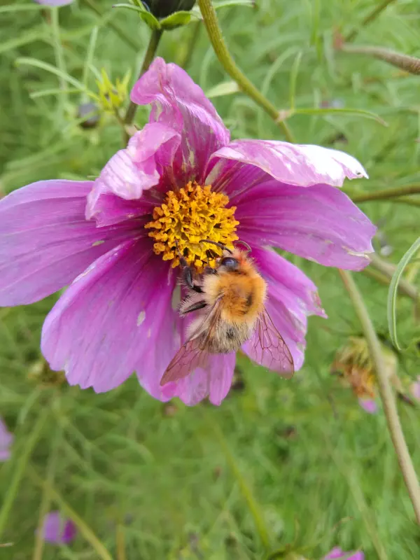 Tapтaлeтки & Ко