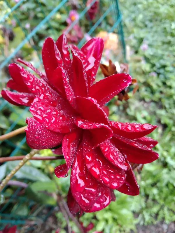 Tapтaлeтки & Ко