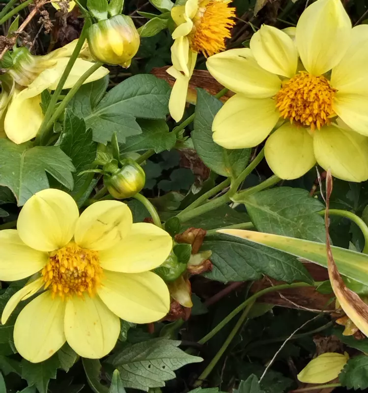 Tapтaлeтки & Ко