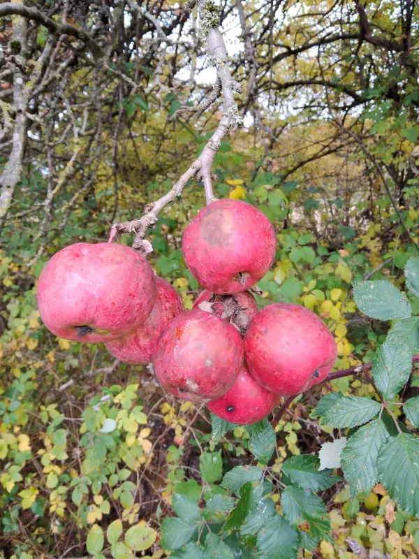 Tapтaлeтки & Ко