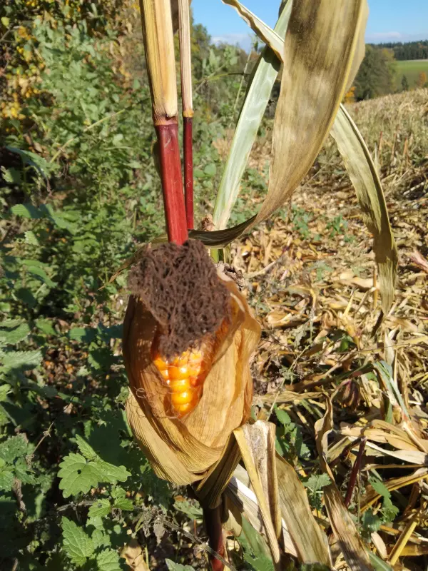 Tapтaлeтки & Ко