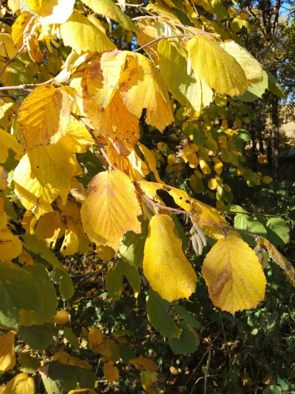 Tapтaлeтки & Ко