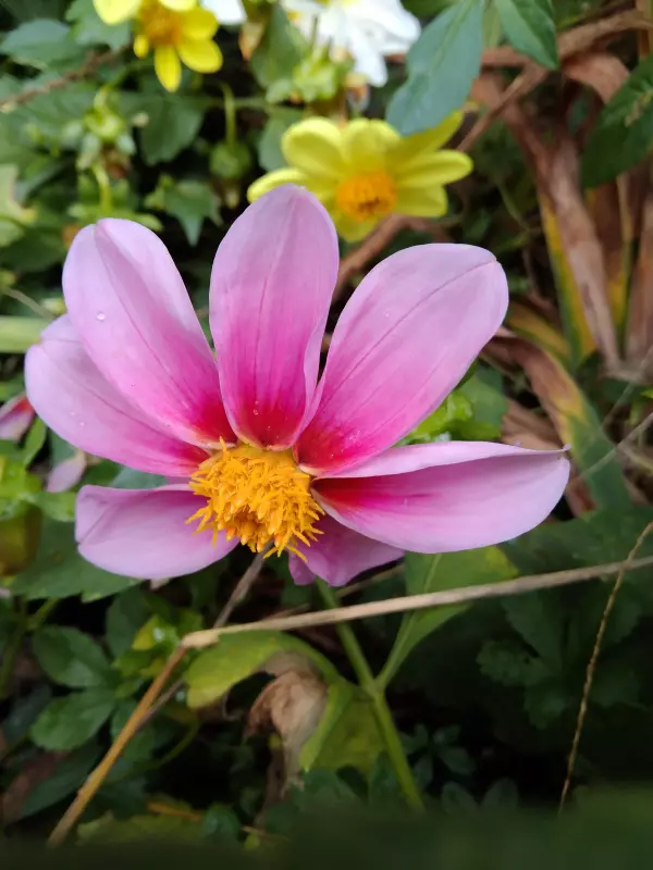 Tapтaлeтки & Ко