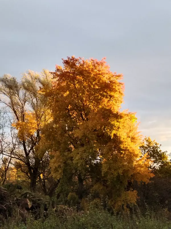 Tapтaлeтки & Ко