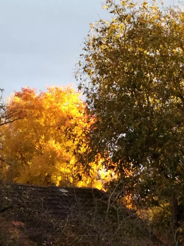 Tapтaлeтки & Ко