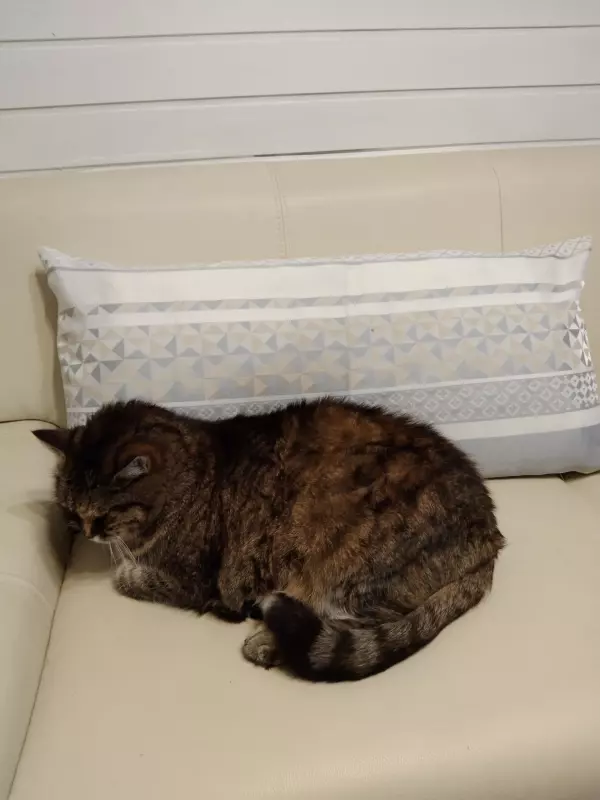 Tapтaлeтки & Ко