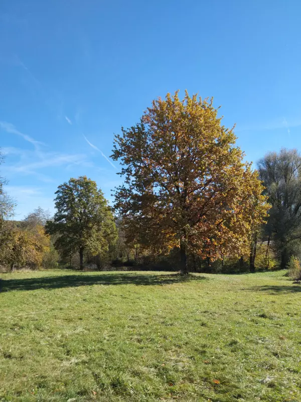 Tapтaлeтки & Ко