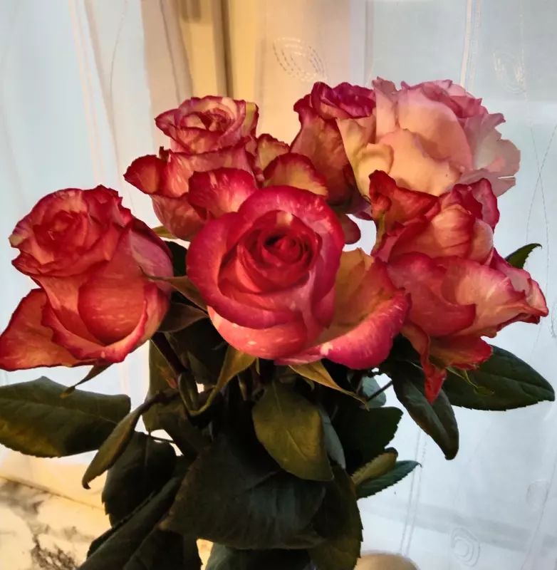 Tapтaлeтки & Ко