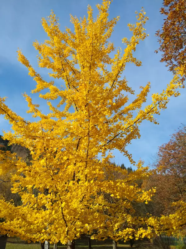 Tapтaлeтки & Ко