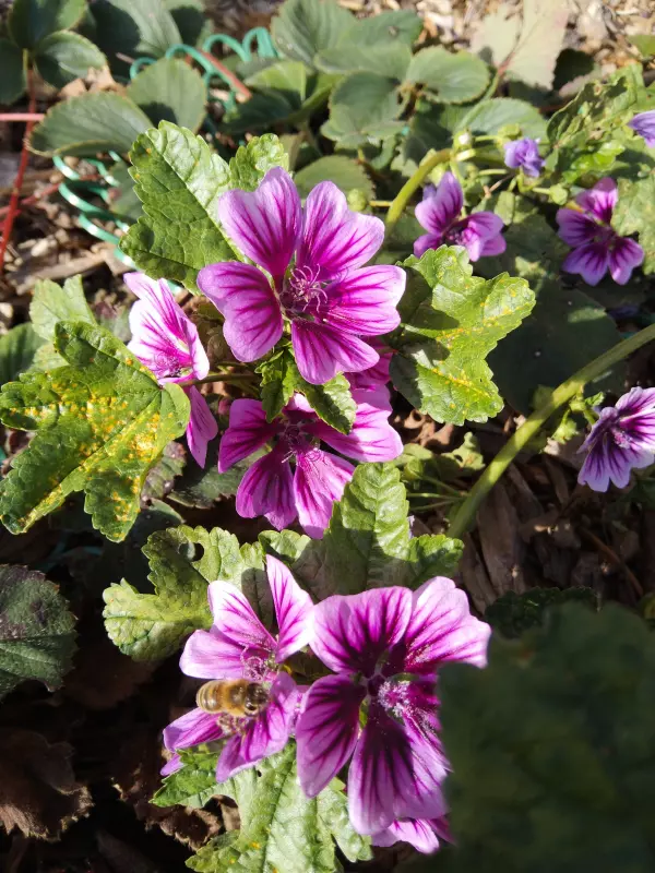 Tapтaлeтки & Ко