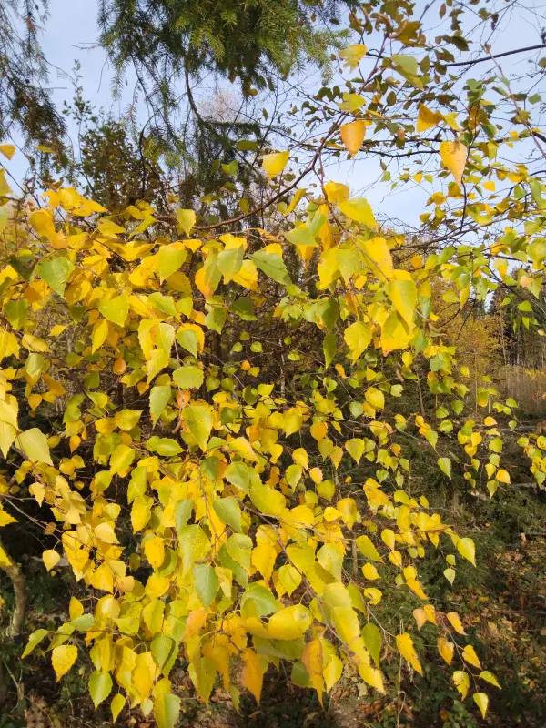 Tapтaлeтки & Ко