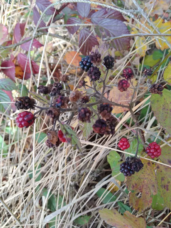 Tapтaлeтки & Ко