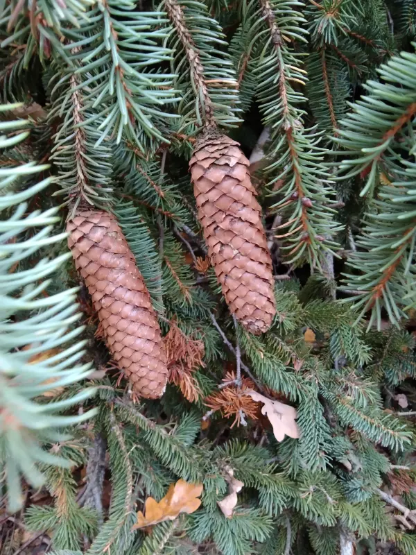 Tapтaлeтки & Ко