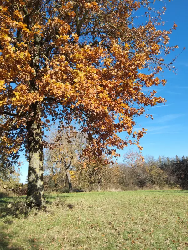 Tapтaлeтки & Ко