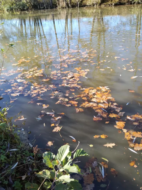 Tapтaлeтки & Ко